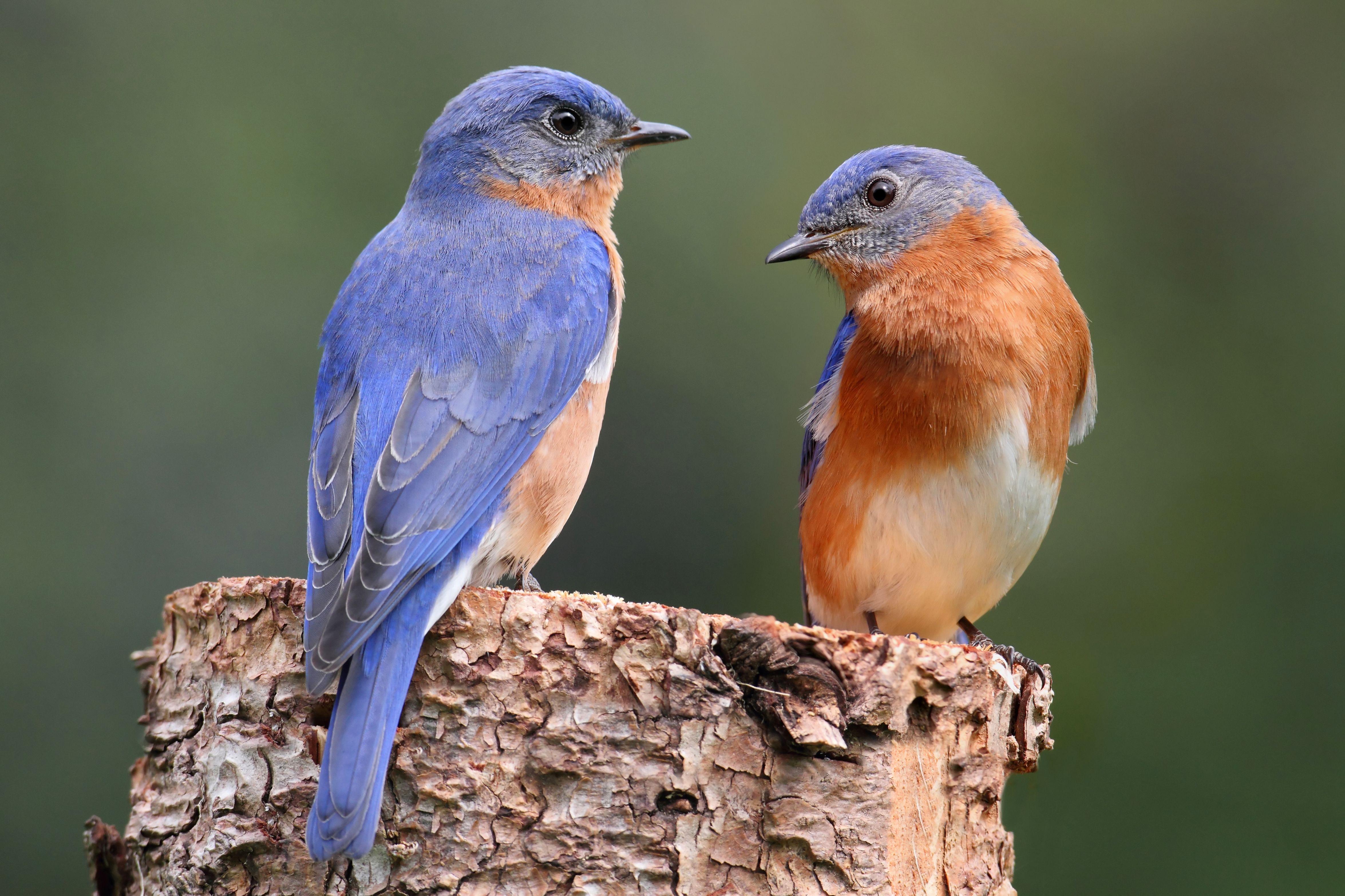 Two Blue Bird Logo - Eastern Bluebird -