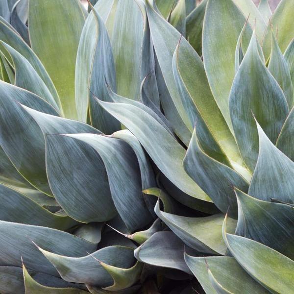 Blue and Yellow with Green Leaves That Are 3 Logo - Agave 'Blue Flame' | Burland | Pinterest | Succulents, Blue flames ...