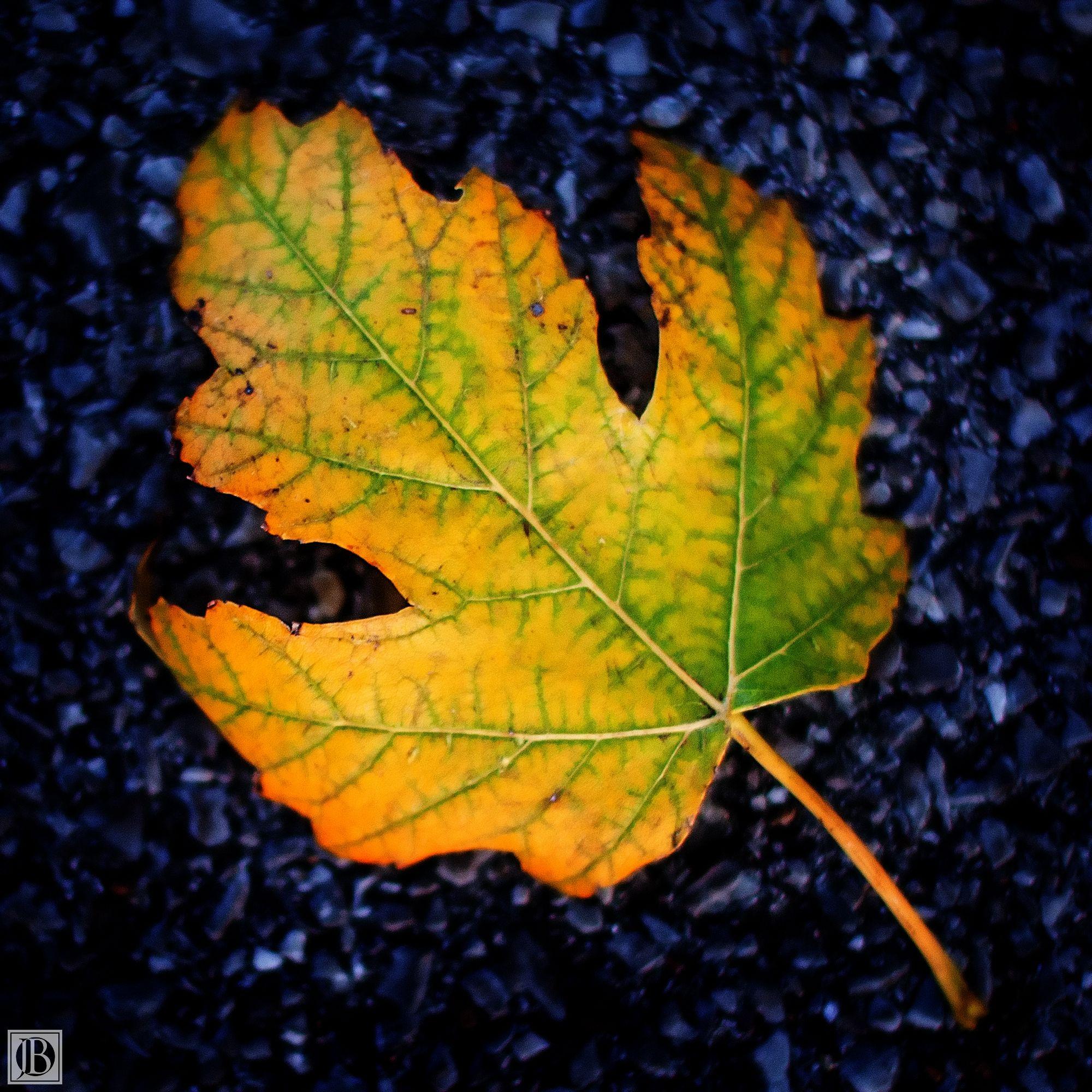 Blue and Yellow with Green Leaves That Are 3 Logo - Life Seasons - Ecc. 3:1-8 - Creative Commons Attribution Images