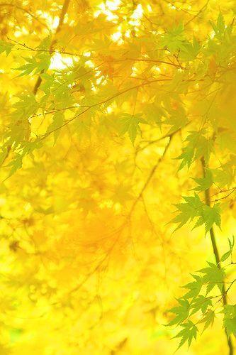 Blue and Yellow with Green Leaves That Are 3 Logo - momiji #3 | ✿ GREEN + YELLOW | Pinterest | Yellow, Yellow leaves ...