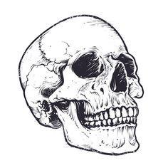 Skull Black and White Logo - skull drawing: Vector black and white illustration of human skull