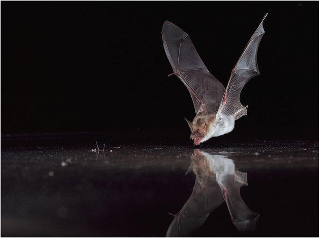 Black Bat Drink Logo - How To Help Bats Taking A Dip In Our Backyard Pools | Popular Science