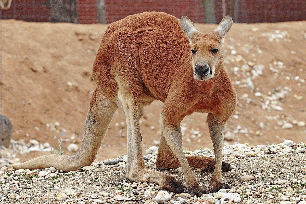 In Shape of Red Kangaroo Logo - Red kangaroo