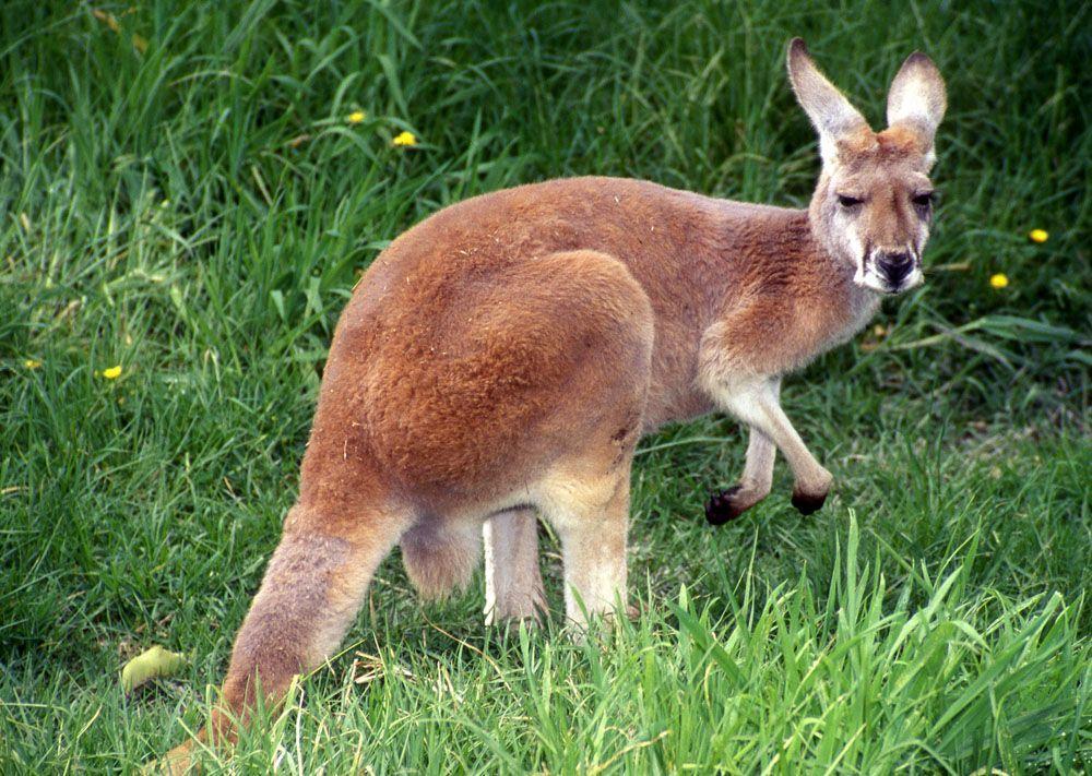 In Shape of Red Kangaroo Logo - red kangaroo | animals i love | Animals, Red kangaroo, Flamingo