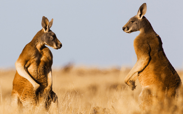 In Shape of Red Kangaroo Logo - kangaroo fight - Google Search | Animal Gesture | Red kangaroo ...