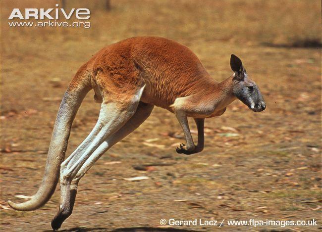 In Shape of Red Kangaroo Logo - An iconic symbol of the Australian outback, the red kangaroo is the ...