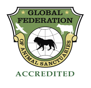 Savage Animals Logo - Home Wildcat Sanctuary