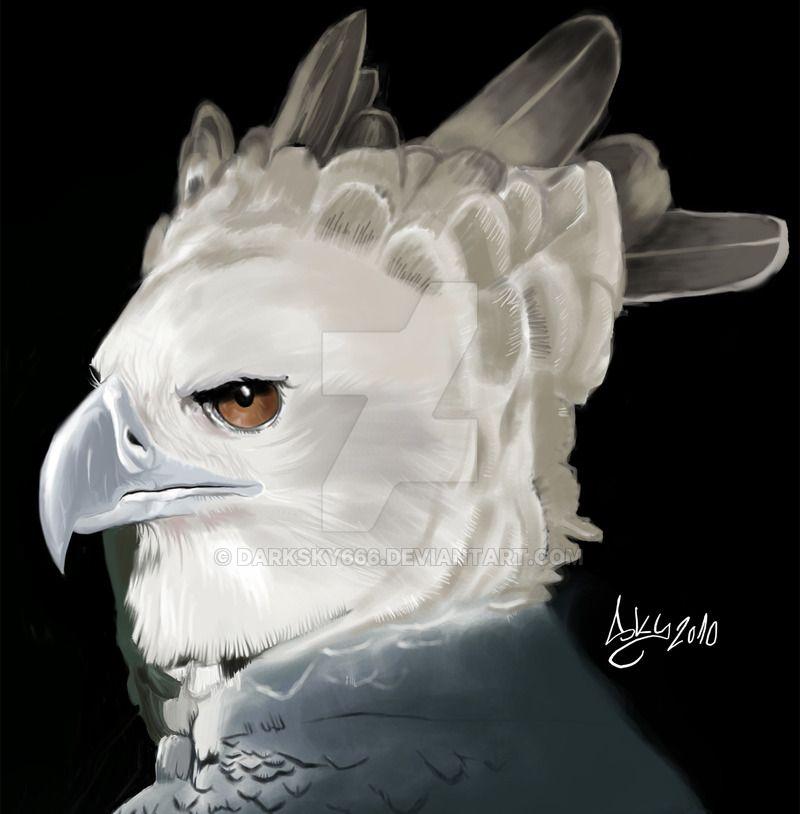 Harp Eagle Logo - Harpy eagle