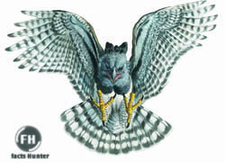 Harp Eagle Logo - Bird's Lifestyle: American Harpy Eagle