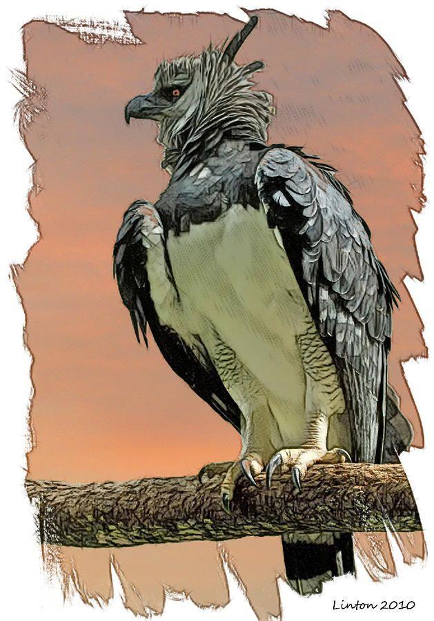 Harp Eagle Logo - Harpy Eagle Digital Art by Larry Linton
