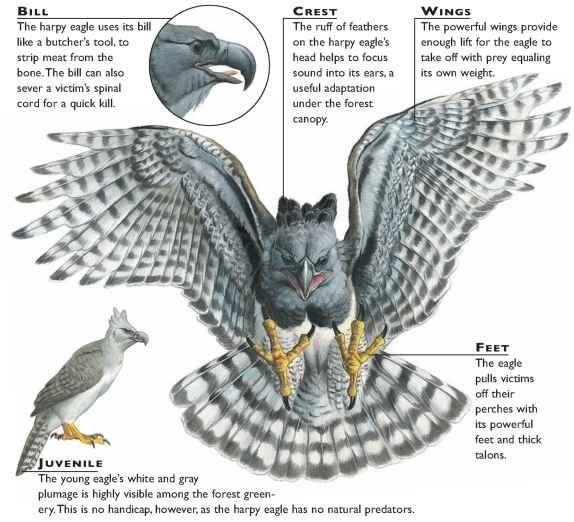 Harp Eagle Logo - American Harpy Eagle (Birds)