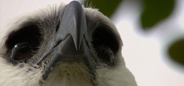 Harpy Eagle — Weasyl