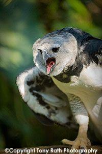 Harp Eagle Logo - Panama The Harpy Eagle Celebrates His 7th Birthday Belize Zoo