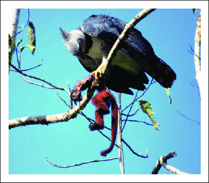 Harp Eagle Logo - Harpy Eagle eating a Howler monkey in Suriname (Photo credit: Rienus ...