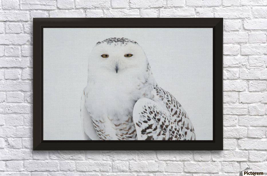 Standing Owl Logo - Snowy Owl Standing On Snow, Saint-Barthelemy, Quebec, Canada, Winter ...