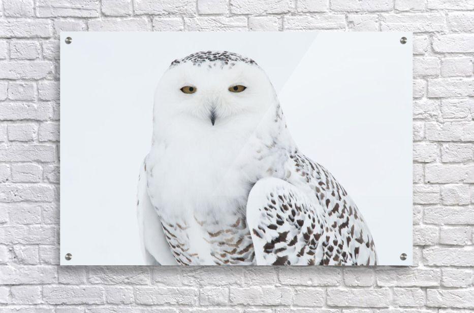 Standing Owl Logo - Snowy Owl Standing On Snow, Saint Barthelemy, Quebec, Canada, Winter