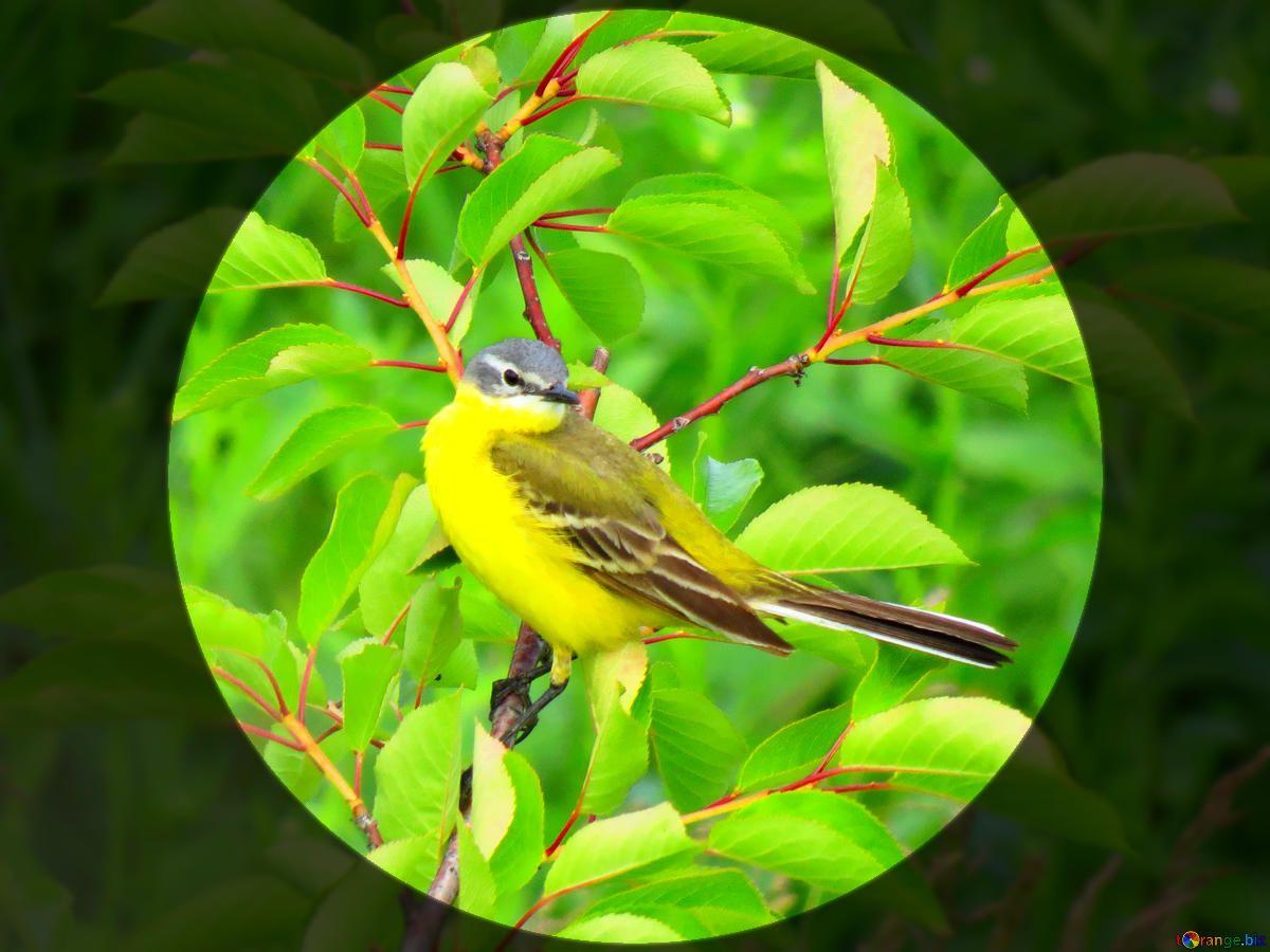 Yellow Bird in Yellow Circle Logo - Download free picture Yellow bird circle frame long tail on CC-BY ...