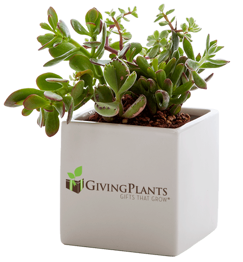 Unique Company Picnic Logo - Company Logo Office Plants - Indoor Plant Gifts - GivingPlants.com