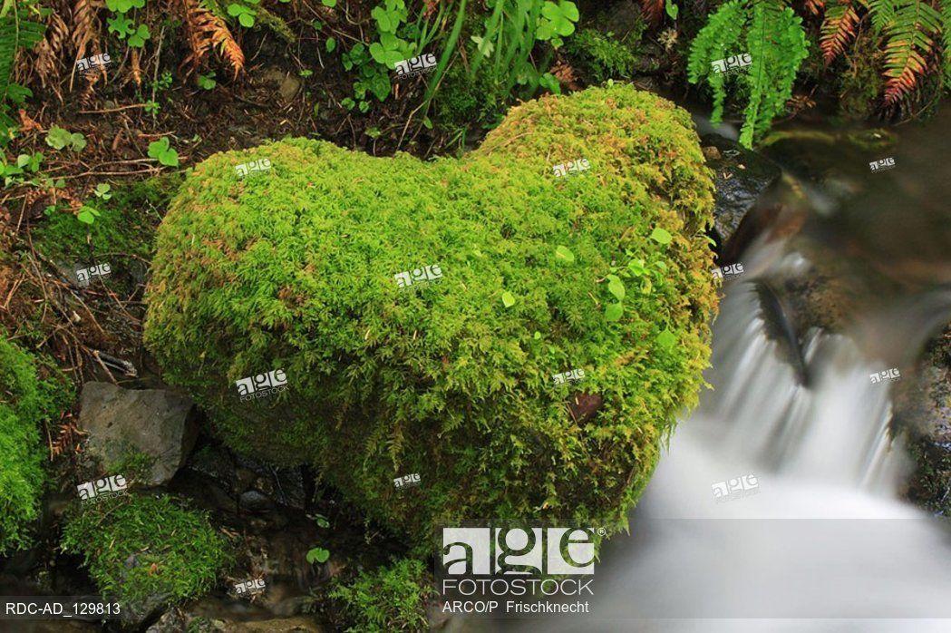 Heart Shaped Olympic Logo - Moss-covered stone heart-shaped mountain brook Hoh Rain Forest Hoh ...