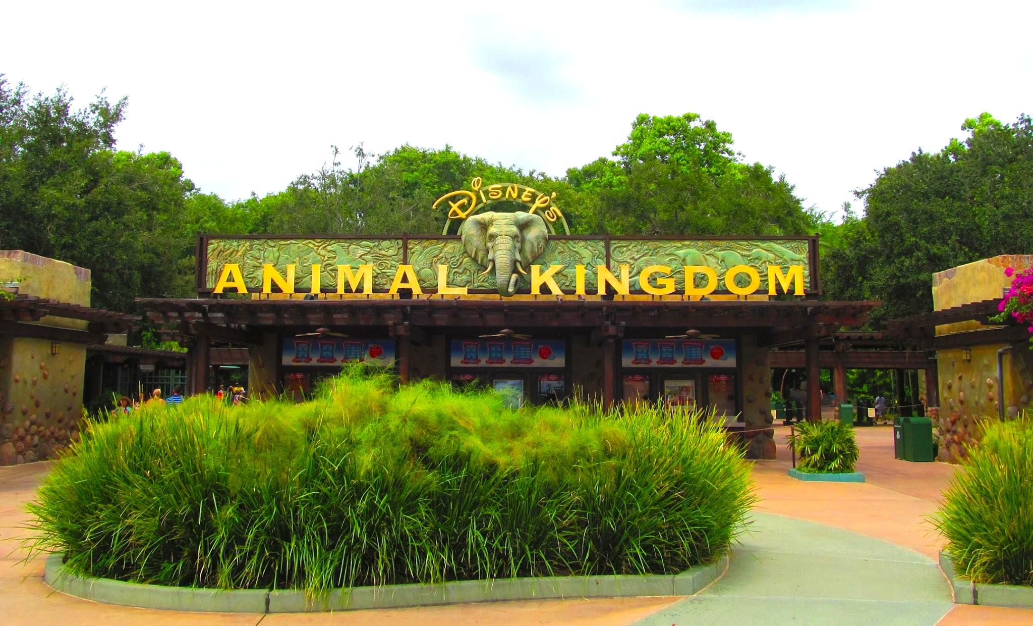 Animal Kingdom Logo - Six Reasons We Love Disney's Animal Kingdom