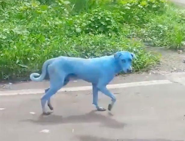 Blue Dog Green Logo - Dogs are turning BLUE because of 'high levels of pollution in a