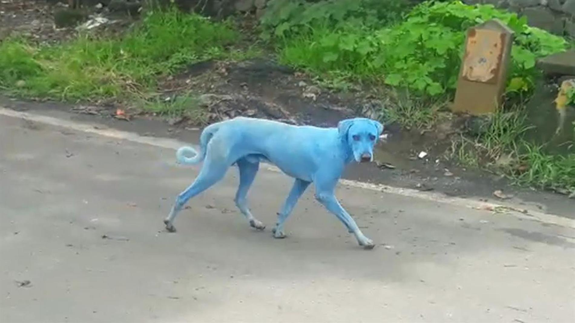 Blue Dog Green Logo - Blue Dogs Spotted in India—What's Causing It?