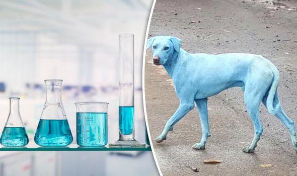 Blue Dog Green Logo - Blue dogs spotted in India: Animals changing colour after drinking ...
