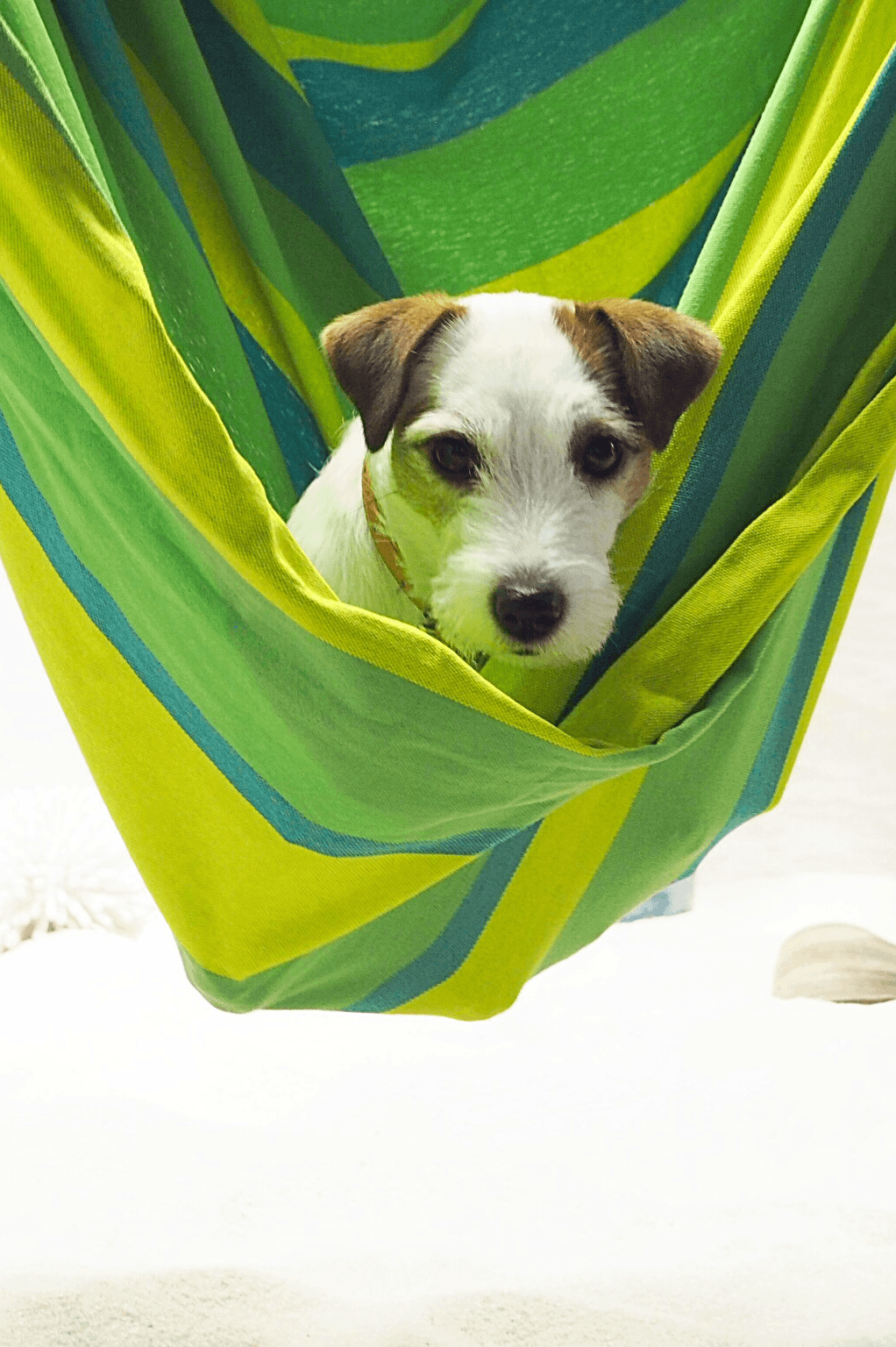 Blue Dog Green Logo - JRT puppy chilling in a hammock. Green, white, blue dog photography