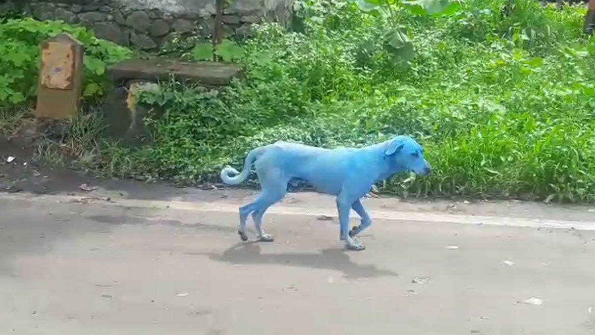 Blue Dog Green Logo - Dogs are turning BLUE because of 'high levels of pollution in a ...