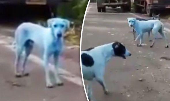 Blue Dog Green Logo - WATCH: Outrage after stray dogs turn BRIGHT BLUE after bathing