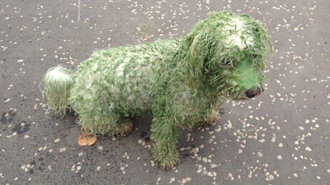 Blue Dog Green Logo - Reminder to keep pets out of lochs due to algae concerns - BBC News