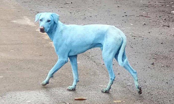 Blue Dog Green Logo - The blue dogs of Mumbai: industrial waste blamed for colourful ...