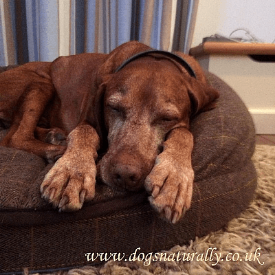 Blue Dog Green Logo - Premier Tweed OTT Dog Bed Green, Brown or Blue | Dogs Naturally