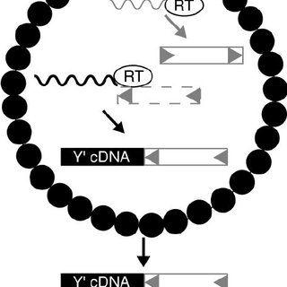 Black Wavy Circle Logo - Model for Y Ј cDNA formation. Y Ј RNA (wavy black line) is