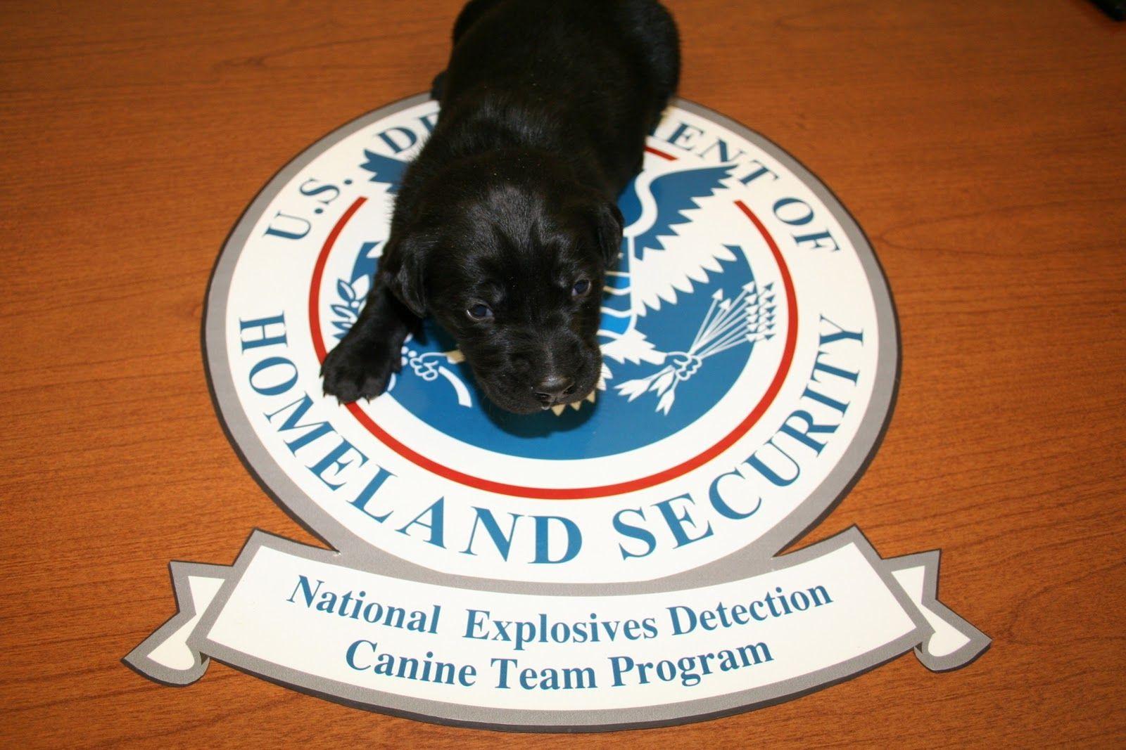 Bomb Dog Logo - Possible TSA bomb detection dog as