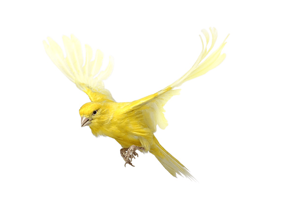 Yellow Flying Bird Logo - andrewzuckerman-animal-bird-canary-yellow-flying | Tattoos ...