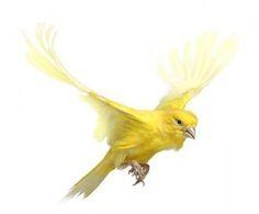 Yellow Flying Bird Logo - Best Little Birds image. Bird nests, Little birds, Small birds