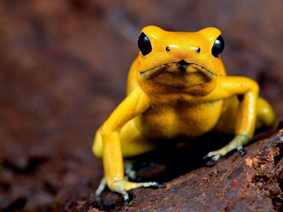 Famous Frog Logo - Awesome Frog Species of the Tropics