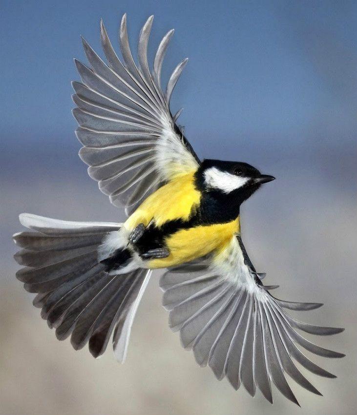 Yellow Flying Bird Logo - Yellow bird in flight. Mother Nature. Birds, Great tit