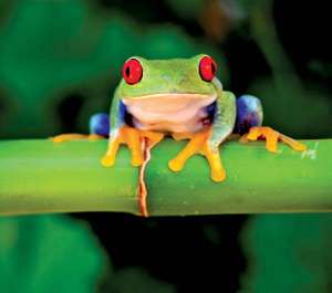 Famous Frog Logo - 7 Awesome Frog Species of the Tropics | Britannica.com