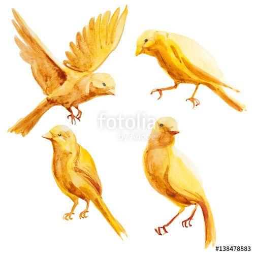 Yellow Flying Bird Logo - Watercolor yellow flying and sitting canary. Set of yellow natural ...