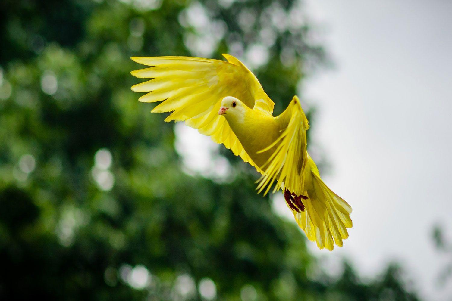 Flying Bird with Yellow Circle Logo - Buy Yellow Flying Bird Wallpaper Online in India at Best Price ...