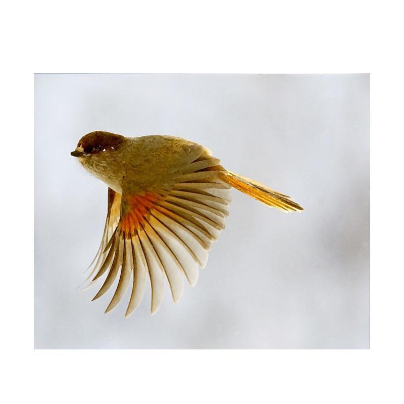 Yellow Flying Bird Logo - Leaf Designs Yellow Flying Bird Poster