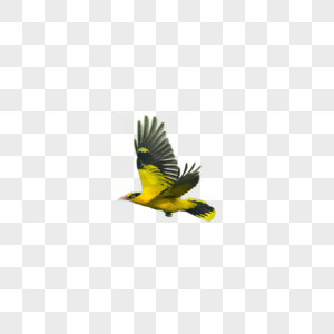 Yellow Flying Bird Logo - yellow flying birds images_104520 yellow flying birds pictures free ...