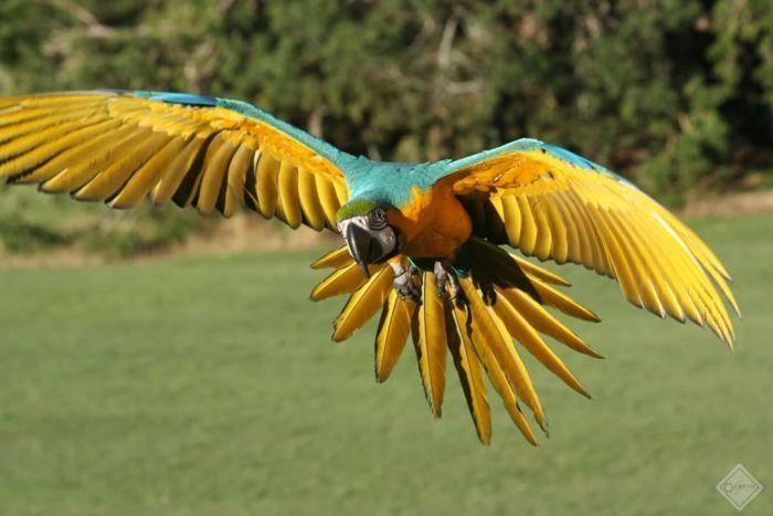 Yellow Flying Bird Logo - Spotlight on free-flying birds after tantrum-chucking macaw goes ...