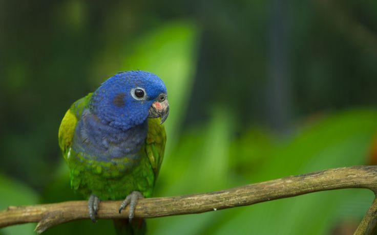 Blue Green Bird Logo - 27+ Different Types Of Parrots With Picture And Their Names