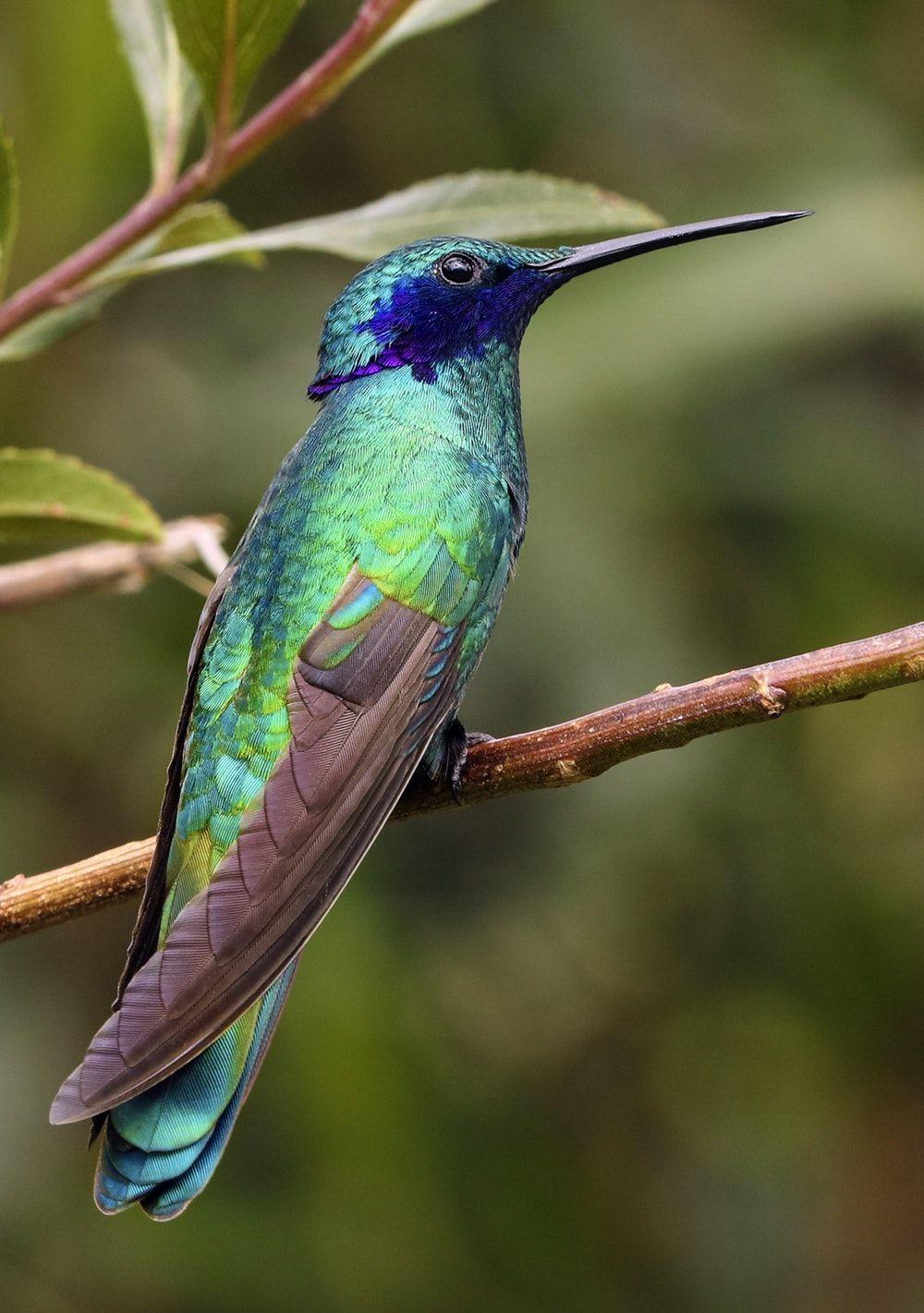 Blue Green Bird Logo - Hummingbird Picture [HD]. Download Free Image