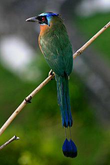 Blue Green Bird Logo - Yucatan Bird Guide List and Photo: Birding at Hacienda Chichen