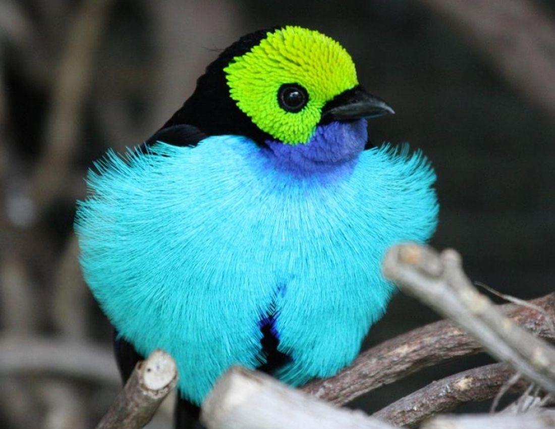 Blue Green Bird Logo - The Dark Secrets of the Bird World