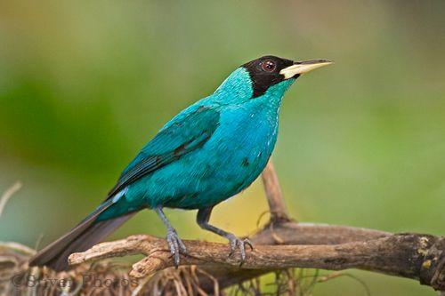 Blue Green Bird Logo - Bird Watching Panama